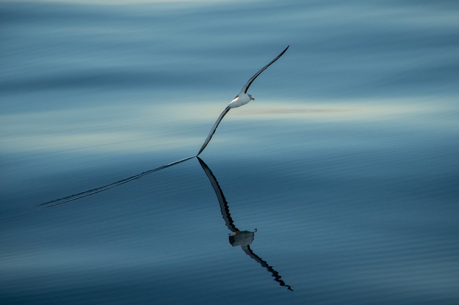 'Winging it' - a popular option for prints.