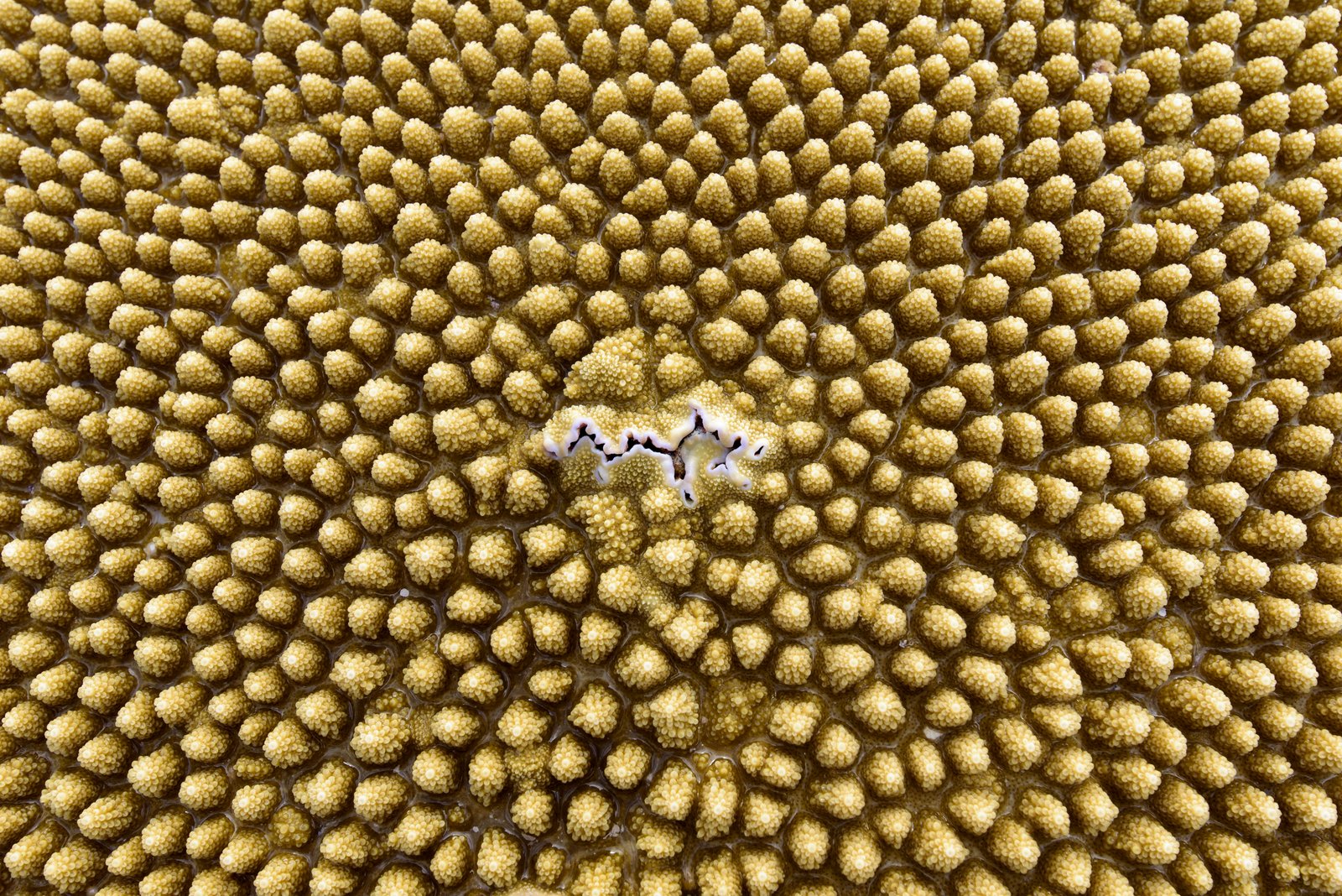 Aug2017_LSB_6590