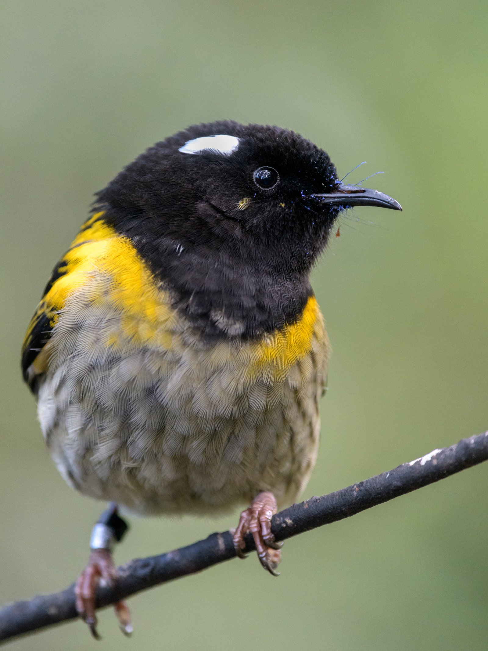 Male hihi/stitchbird with fuschia pollen around beak