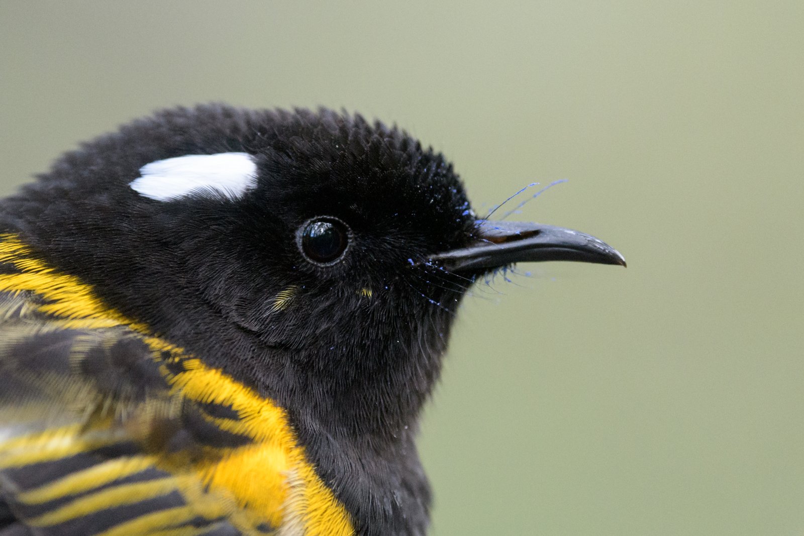 Male hihi/stitchbird with fuscia pollen