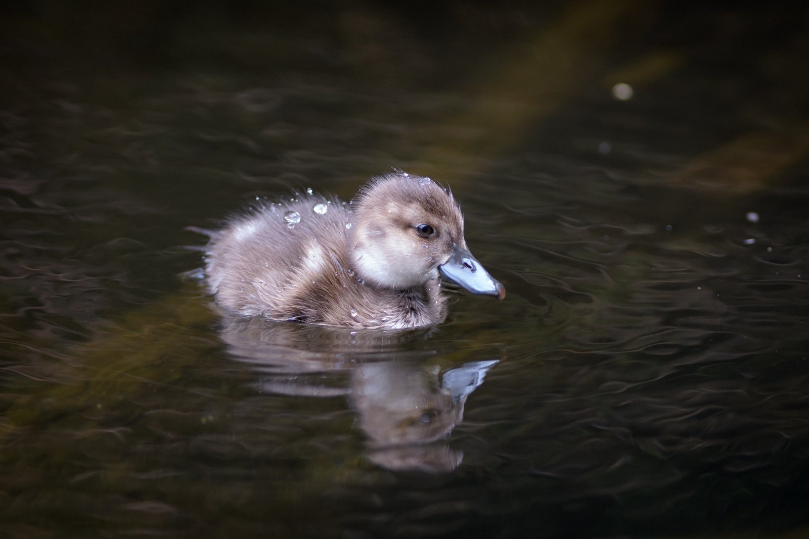 Scaup/papango duckling