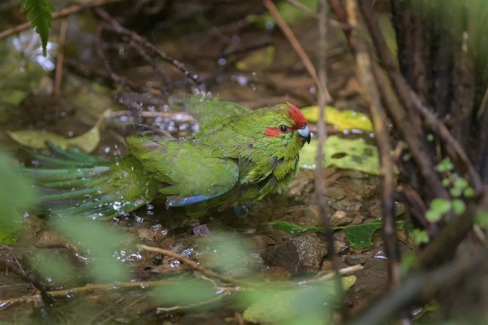 Red-crowned kākāriki/parakeet bathing