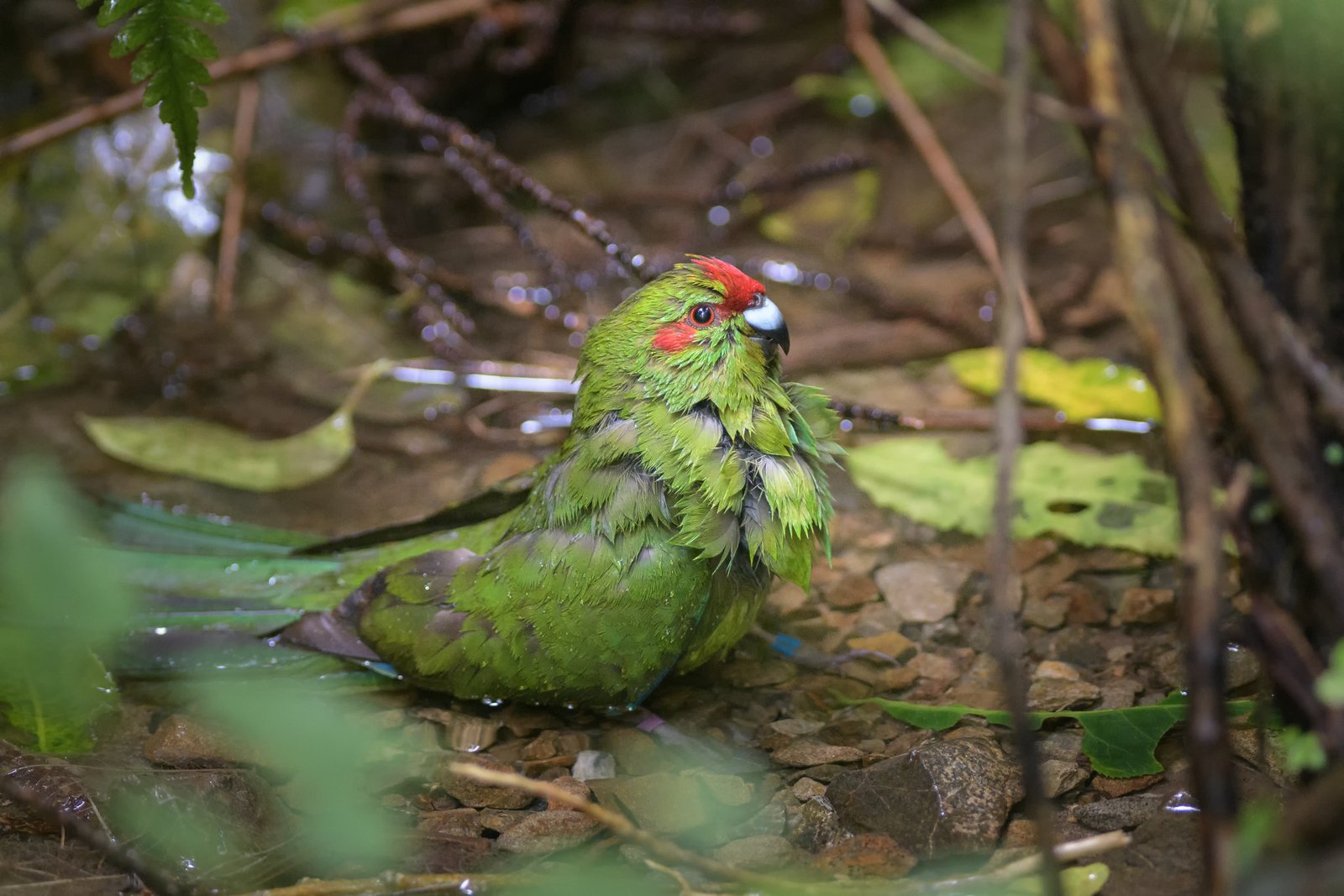 Red-crowned kākāriki/parakeet bathing