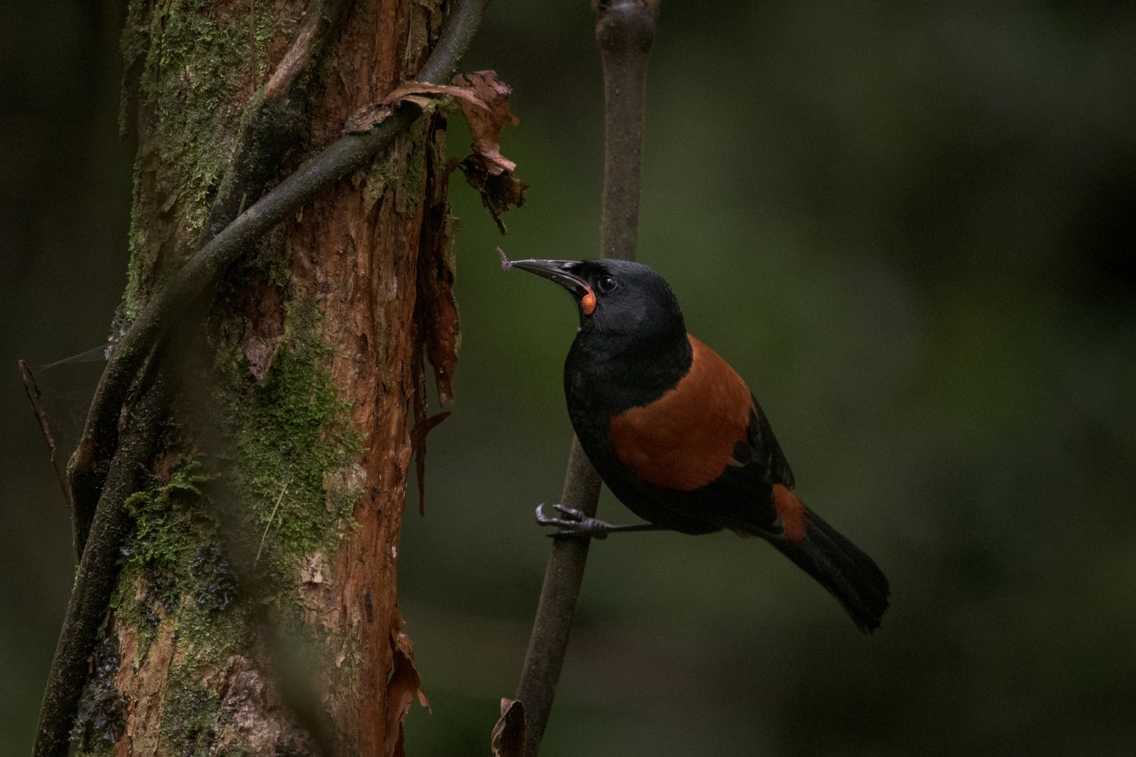 Tīeke/saddleback with peripatus/velvet worm