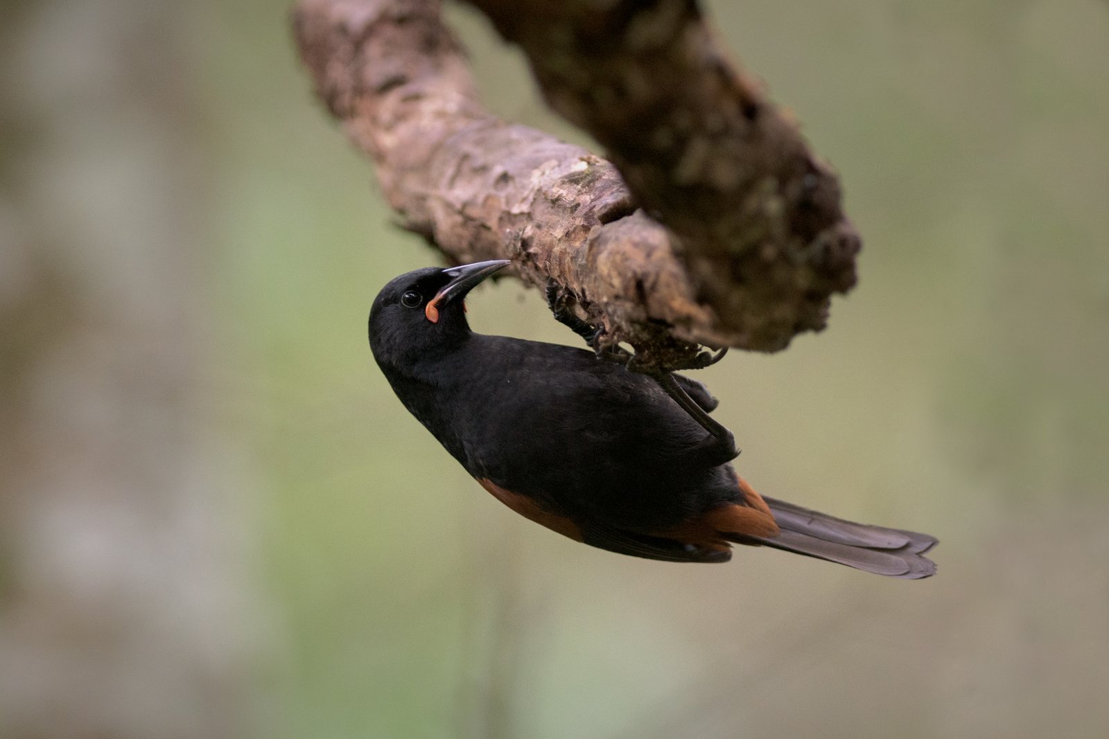 Tīeke/saddleback