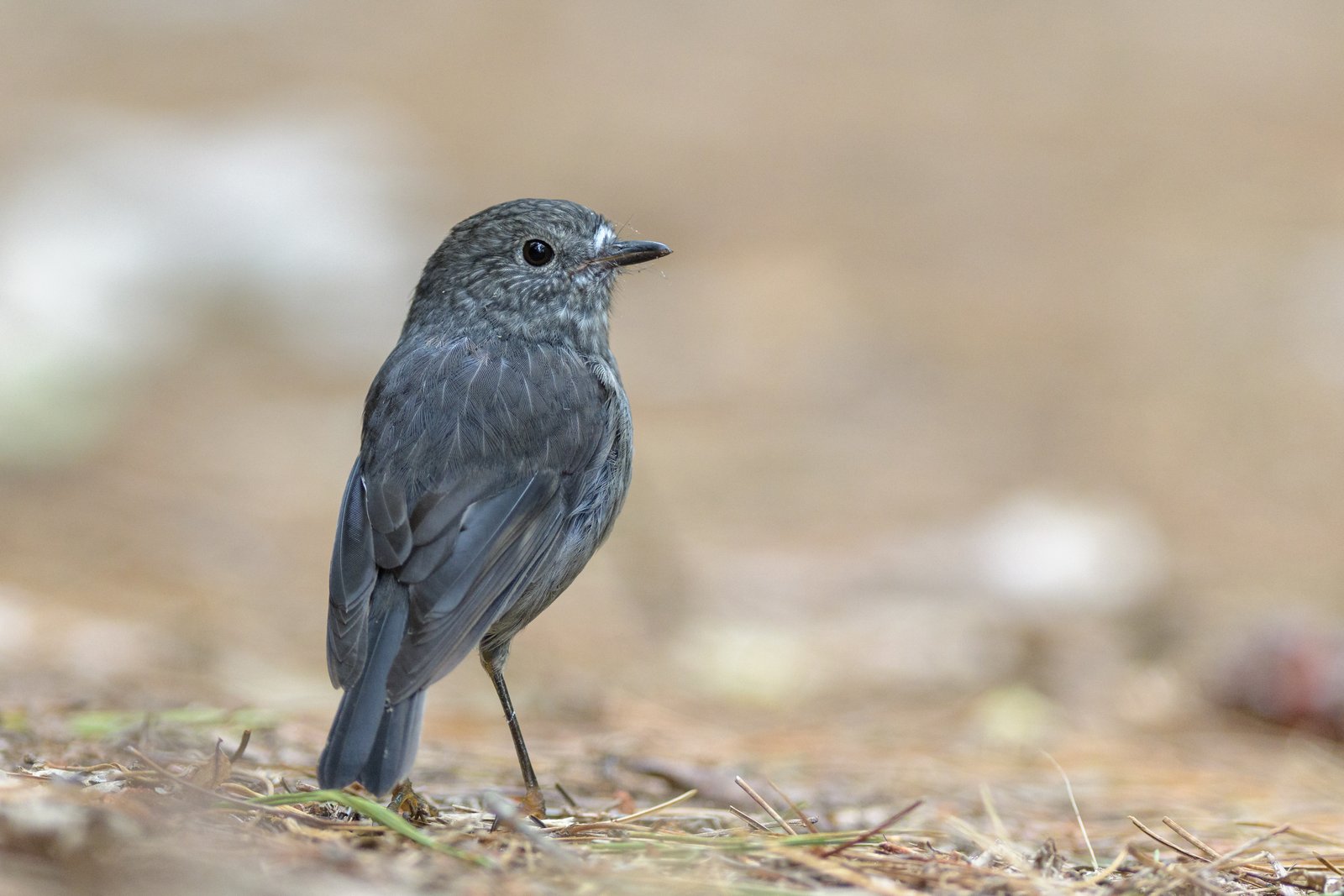 Robin