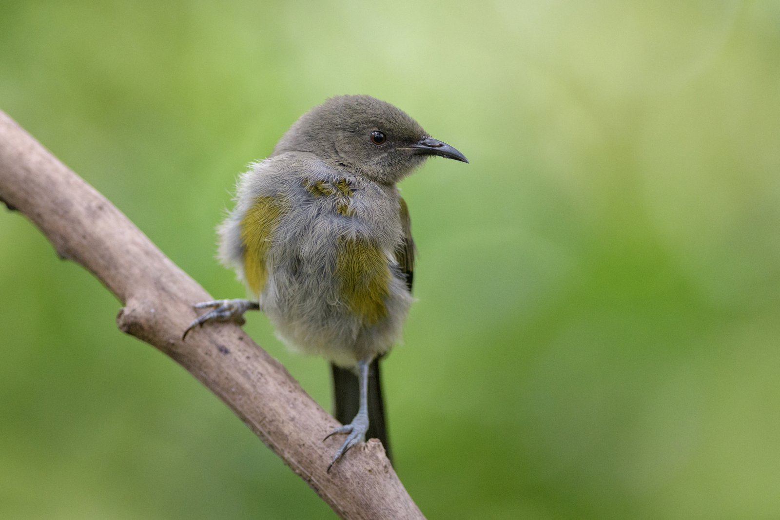 Juvenile bellbird/korimako