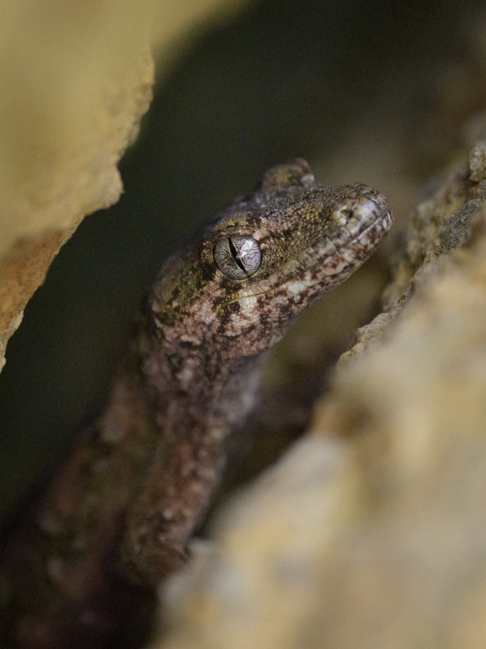 Ngahere/forest gecko