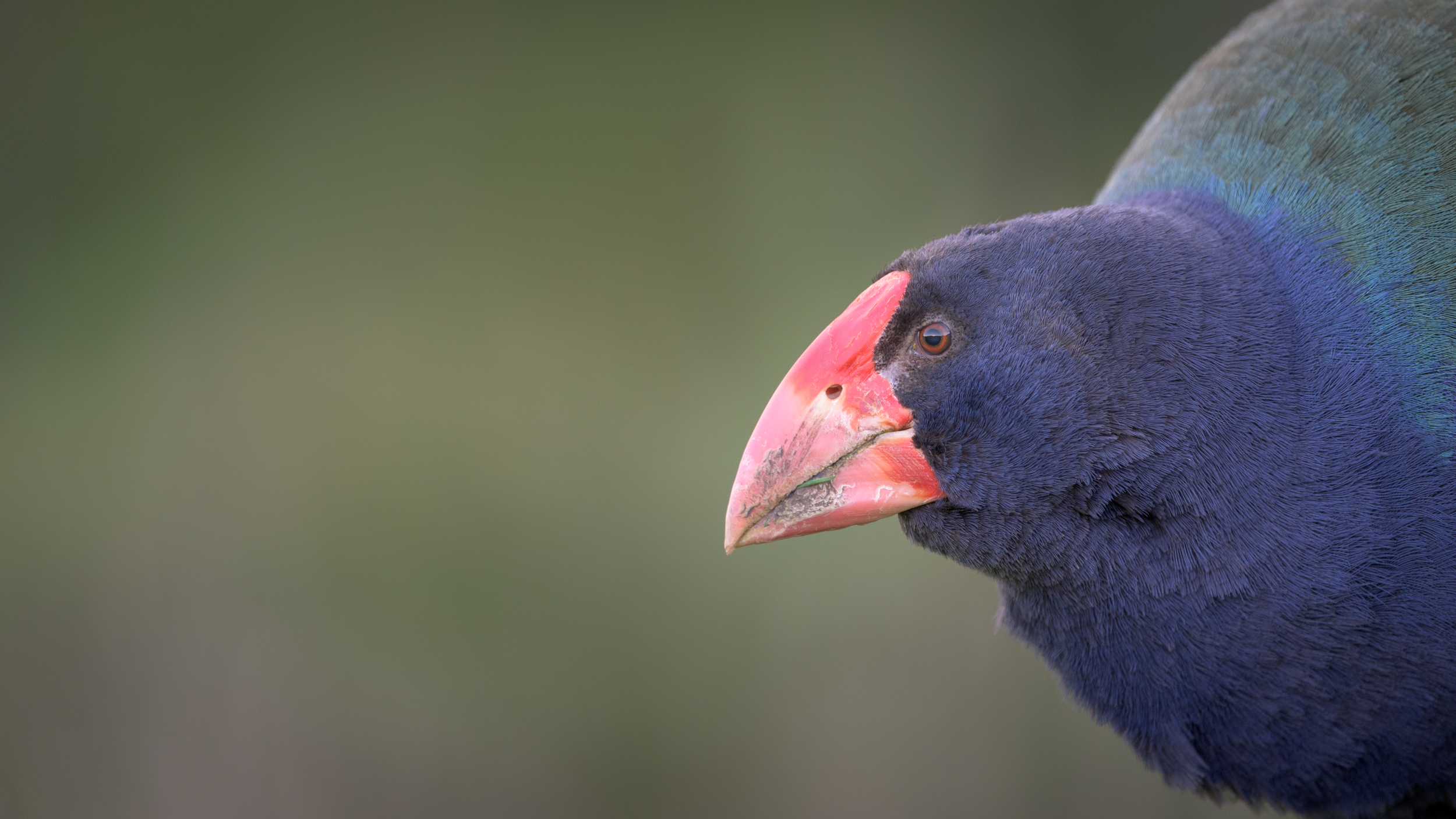 Kiwi and takahē – Leon Berard Photography