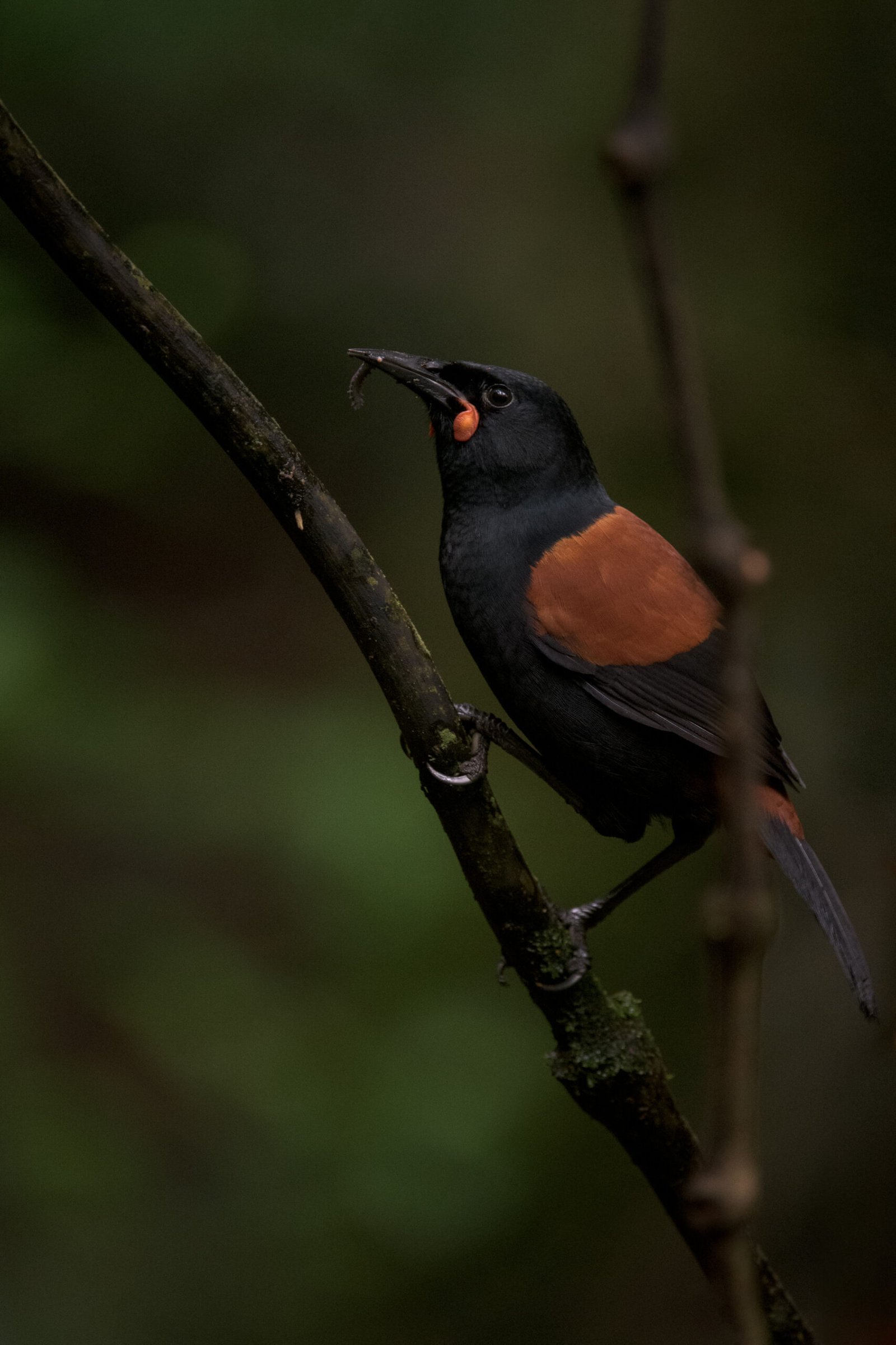 Saddleback/tieke