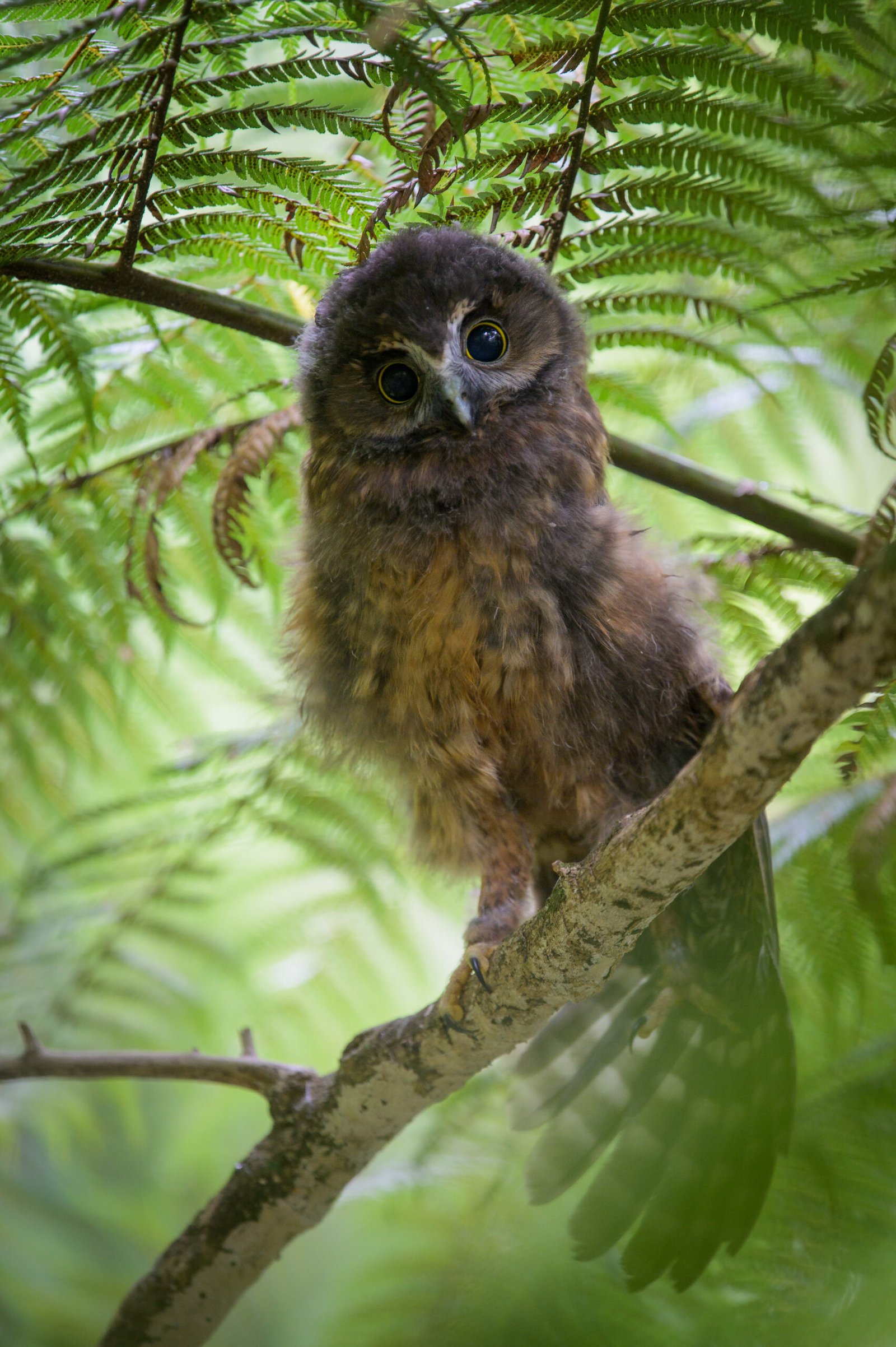 Ruru fledgling